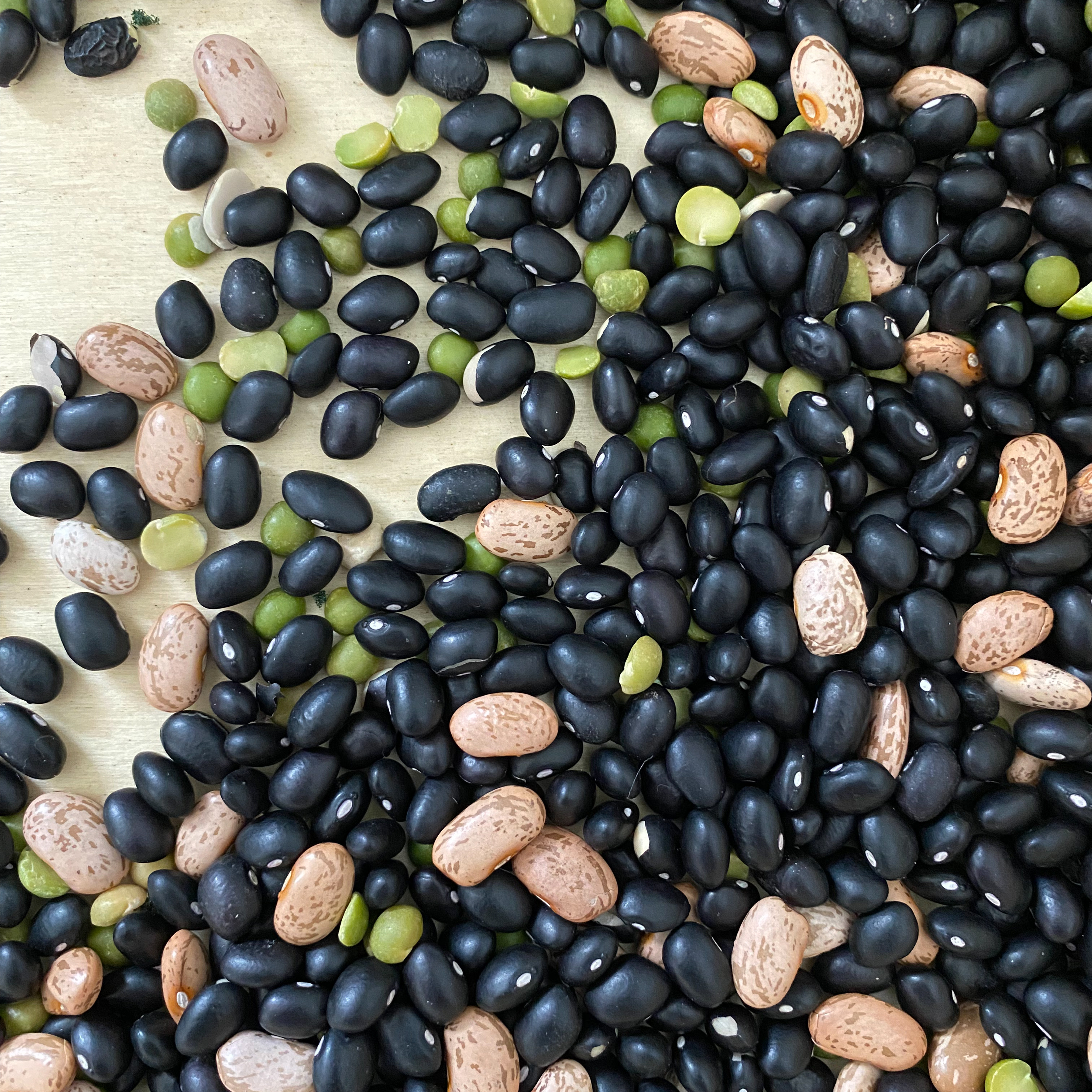 Dinosaur bin filler: primarily dried black beans with scattered pinto beans and green split peas.
